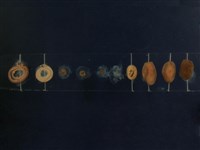 藏品(蛇的發育過程)的圖片